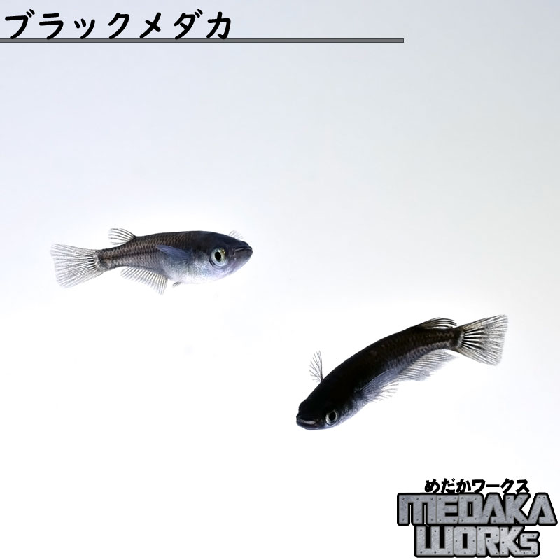 楽天市場】【めだかワークス】変わりメダカミックス Aグレード