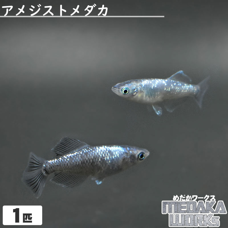 アメジストメダカめだか 成魚 観賞魚 淡水魚 飼育 アクアリウム 生体 秀逸