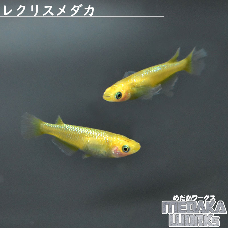 めだかページ 乙姫 メダカ めだか （Lサイズ） 3ペア / メダカ販売 めだか通販