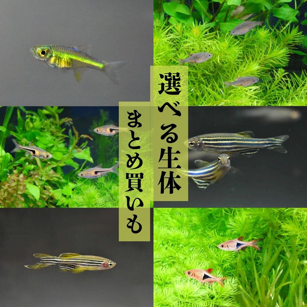 楽天市場】沈む 枝状流木 【枝多め】 形状おまかせ 2本セットブランチ