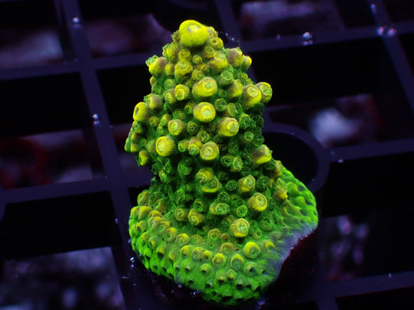 Aus Acropora Divaricata ULTRA Rainbow No.18｜アクアテイラーズ　支店
