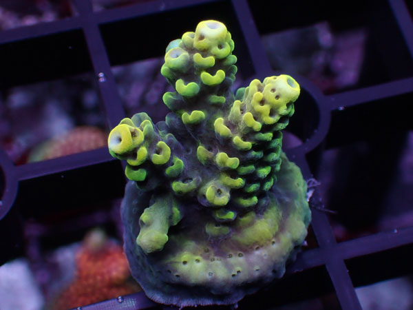 Aus Acropora Sp.Del Fuego　Yellow No.43｜アクアテイラーズ　支店
