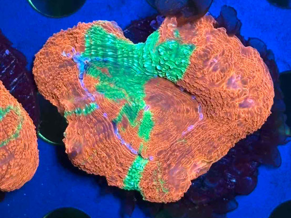 Acan Bowerbanki Bleeding Apple　No.03｜アクアテイラーズ　支店