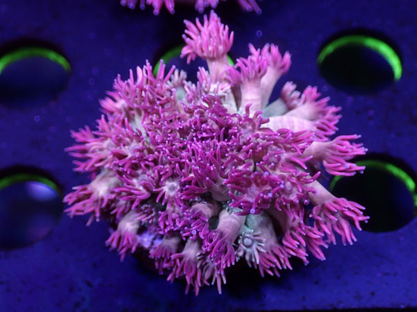 Uro Coral Goniopora Pink Storm No.01|アクアテイラーズ 支店