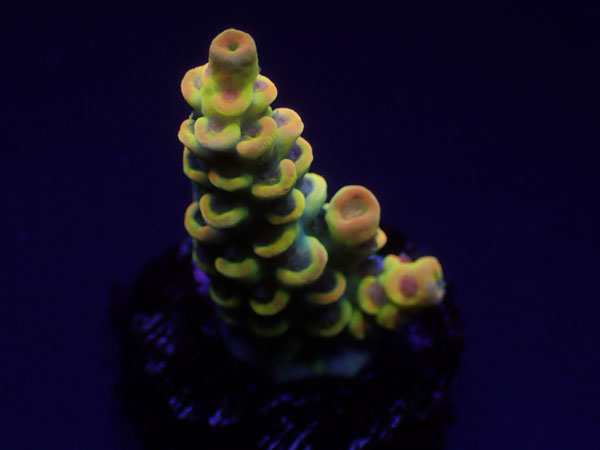 GB Indo Acro Tenuis Higrade Tenuis No.177｜アクアテイラーズ　支店
