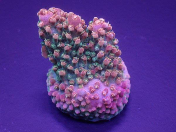 Uro Coral UC Rainbow Loom No.180｜アクアテイラーズ　支店