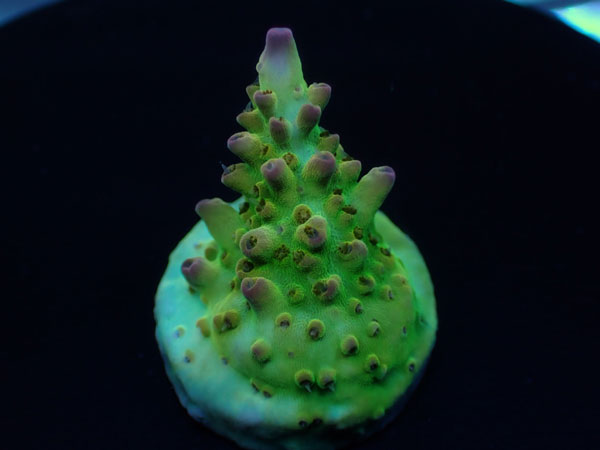 Aus Cairns Acro Sp.-Ultra Grade - No.225｜アクアテイラーズ　支店