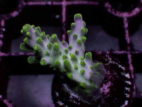 Sustainable Reefs Australia Pink Bits No.02