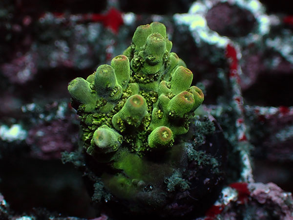 【楽天市場】UC Java Hound No.02:アクアテイラーズ 楽天市場支店