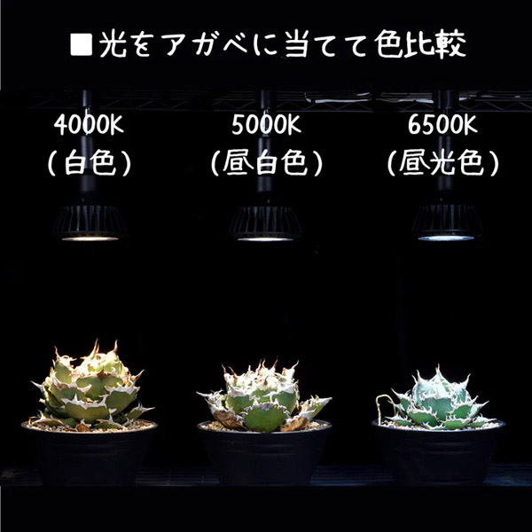 京セラ CERAPHIC いきもの電球 6500K(昼光色)