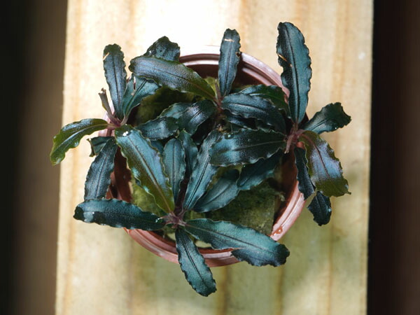 楽天市場】アクアフルール ブセファランドラ ティアグリーン 1