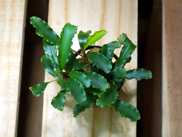 楽天市場】アクアフルール ブセファランドラ ティアグリーン 1