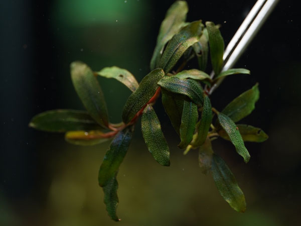 楽天市場】トロピカ ブセファランドラ クダガン 1ポット : アクア