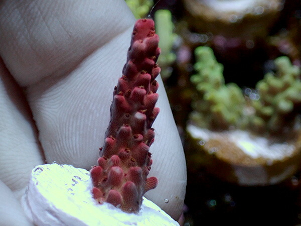 【楽天市場】アメリカ便 Sea Dwelling Creatures Rainbow Rommel’s：アクアテイラーズ 楽天市場支店