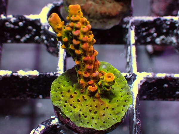 【楽天市場】アメリカ便 sea dwelling creatures Rainbow Rommel’s：アクアテイラーズ 楽天市場支店