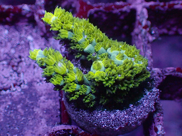 【楽天市場】AT Frag Acropora Vermiculata：アクアテイラーズ 楽天市場支店