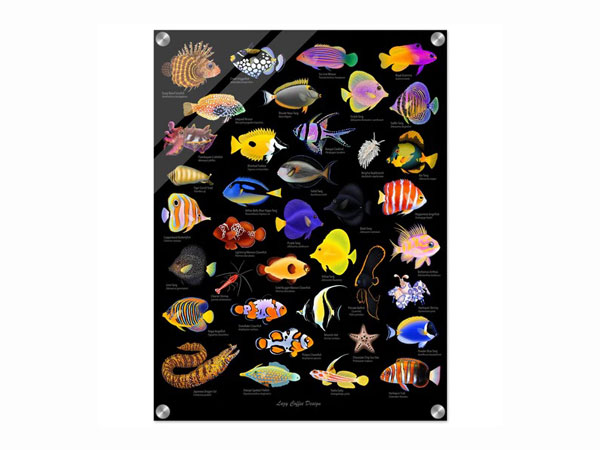 【正規輸入品】Lazy Fish Acrylic Print 24×18|アクアテイラーズ 支店
