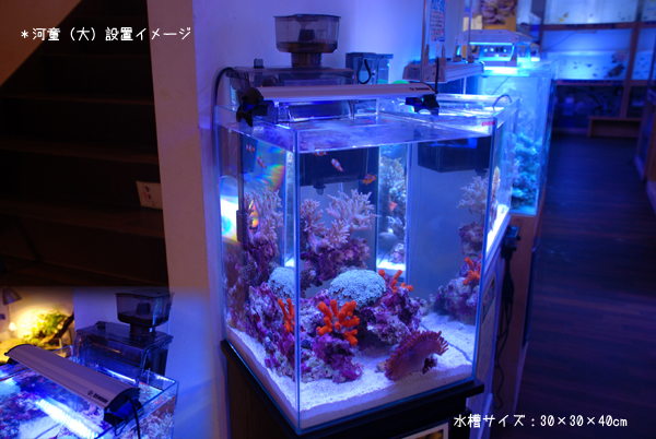 Jblヒビノ正規品 海道達磨 プロテインスキマー 海水魚 水槽 フィルター 外部フィルター 展示品セール その他 Rspg Spectrum Eu