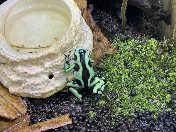 マダラヤドクガル カリビアングリーン|アクアテイラーズ 支店