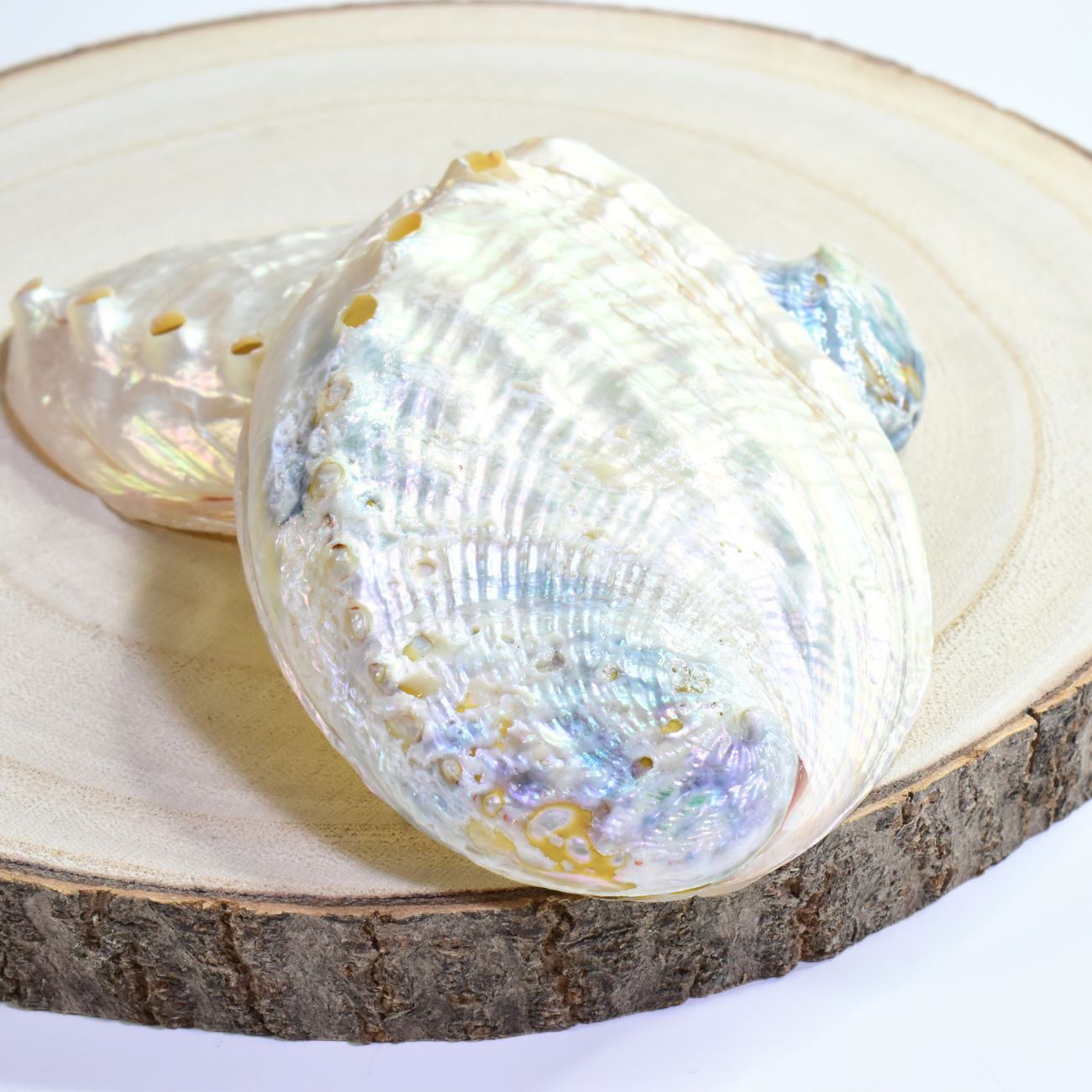 楽天市場】【 アバロンシェル 】 天然 自然 貝殻 皿 スマッジング 浄化