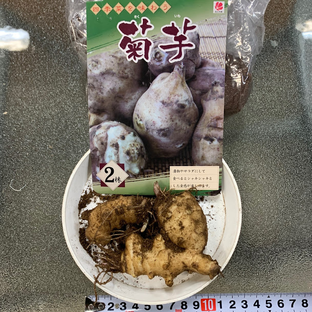 楽天市場 タネイモ 菊芋 2芽入 絵写真栽培説明書付き 荒川種苗 楽天市場店