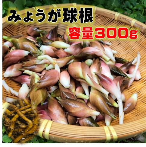 楽天市場】最安値挑戦中 陣田ミョウガ苗 陣田みょうが苗 ミョウガ