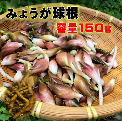 楽天市場】ハヤトウリ 種 青・白 球根・苗 つる性植物 10〜11月 : 荒川種苗