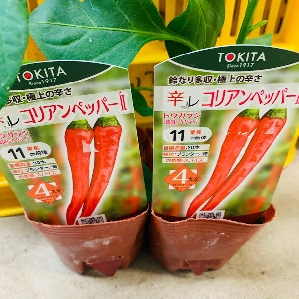 楽天市場 韓国とうがらし苗 極上の辛さ コリアンペッパー 実生苗 １苗 ９センチポット げきからとうがらし ４ １７ ５ ７入荷 荒川種苗 楽天市場店