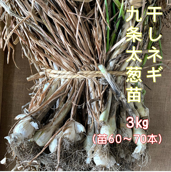 ネギ苗 九条干し葱3キロ 苗約60 70本 本場太苗 地植え プランター栽培 日陰にも強い 植え方説明書付き 家庭菜園 ベランダ菜園 秋冬野菜 Umu Ac Ug