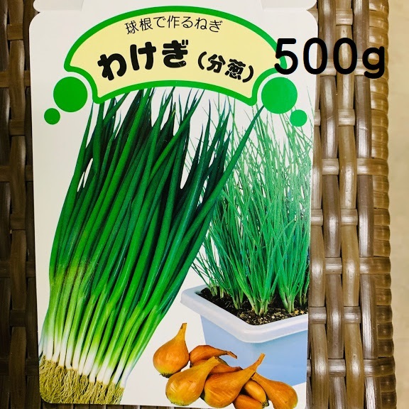 楽天市場 わけぎ 種 球根 苗 ５００g 植え付け約40箇所分 大粒の在来種 茨城県産 栽培説明レッテル付き 8 9月植え 5 6月収穫 プランター栽培ok 年中収穫 香りはネギほど辛くなくで甘みがある 荒川種苗 楽天市場店