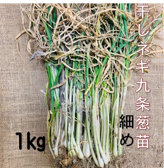 楽天市場 ネギ苗 九条葱 細苗 1ｋg 植え付け約25か所分 地植え プランター栽培ｏｋ 日陰にも強い 京都府産 植え方説明書付き 家庭菜園 ベランダ菜園 秋冬野菜 荒川種苗 楽天市場店