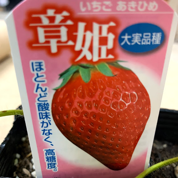 楽天市場 10月上旬頃 発送予定 イチゴ苗 あきひめ ー 9センチポット 酸味は少なく長円錐形で甘い いちご苗 栽培 5 6月収穫 ハウス栽培向き品種 荒川種苗 楽天市場店