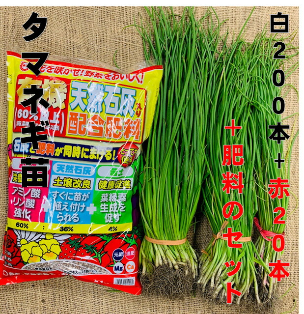 楽天市場 玉ねぎ苗 白0本 赤本 石灰入り肥料2 1キロ 5 下 ６ 上旬頃収穫品種 小面積栽培用 普通玉葱とサラダ向きの赤玉葱 家庭菜園向き タマネギ苗 紫タマネギ 栽培セット 荒川種苗 楽天市場店