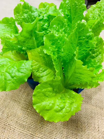 かあ様　レタス苗色々50本　12/6ごろ かあ様 レタス苗色々50本 12/6ごろ 楽天市場】サニーレタス