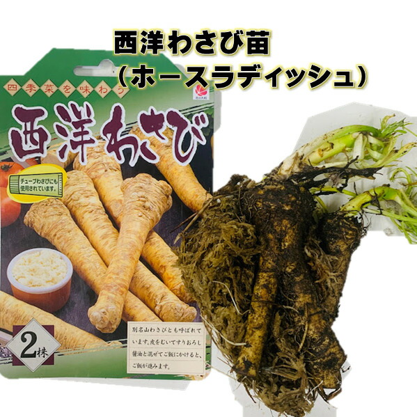 楽天市場 西洋わさび球根 苗 2株入り ホースラディッシュ 2 4月植え 収穫11月頃 畑で育てるわさび プランター植えok 珍しい野菜 栽培説明付き 荒川種苗 楽天市場店