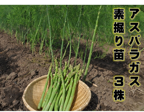 楽天市場 アスパラガス２年生苗 根株 3株セット 植え付けの翌年の春から収穫を目指す 一度植えれば10年間ほど収穫ができるといわれる多年生野菜 グリーン アスパラ 荒川種苗 楽天市場店