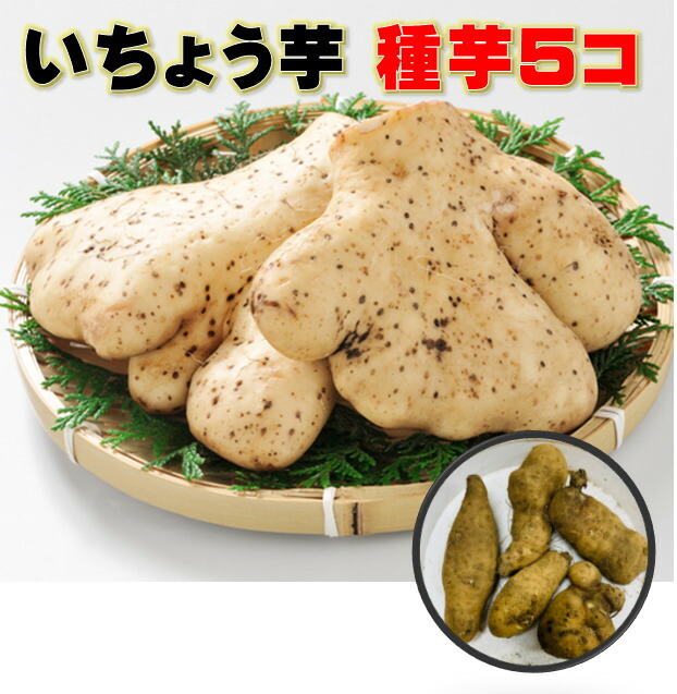 楽天市場 いちょう芋 種芋 5コ 約300 400g 別名 大和芋 ナガイモよりねばりは強い 4 5月植え 10 12月頃収穫 栽培用 山芋 とろろ芋 荒川種苗 楽天市場店