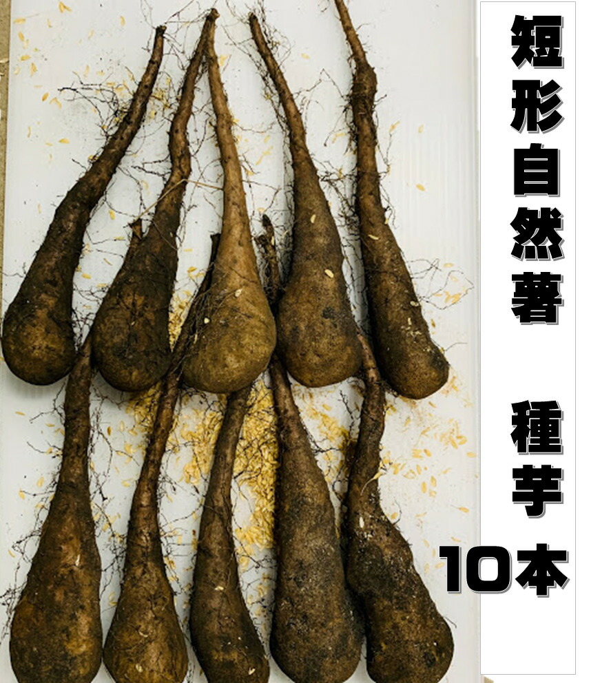 mn(a-1)・大き目・むかご一本苗・目安40~100g前後の種芋・自然薯