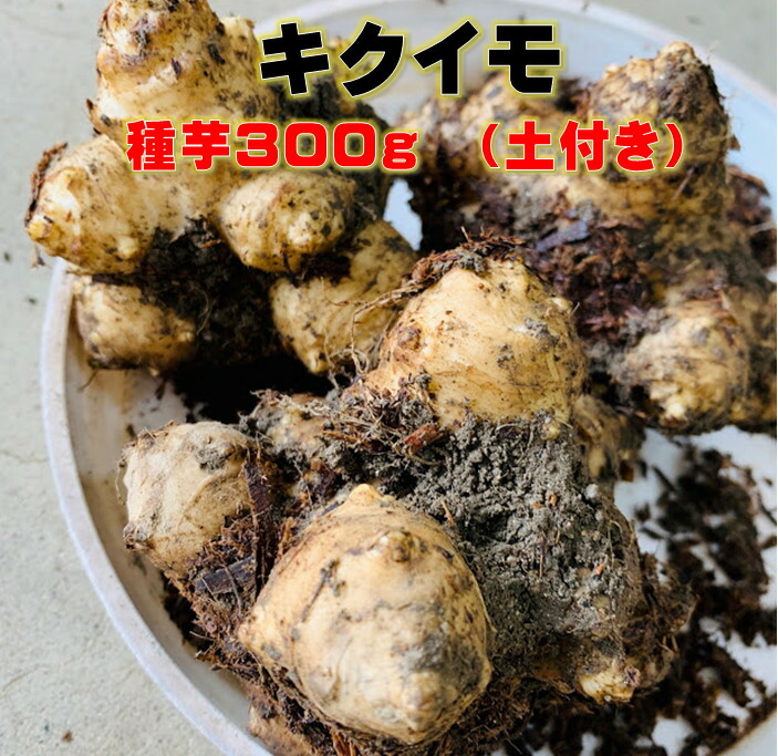 楽天市場 キクイモ 種芋 300g 土付き 植え付け約8 10株分 煮物 サラダ 炒め物などに 菊芋 健康野菜球根 荒川種苗 楽天市場店