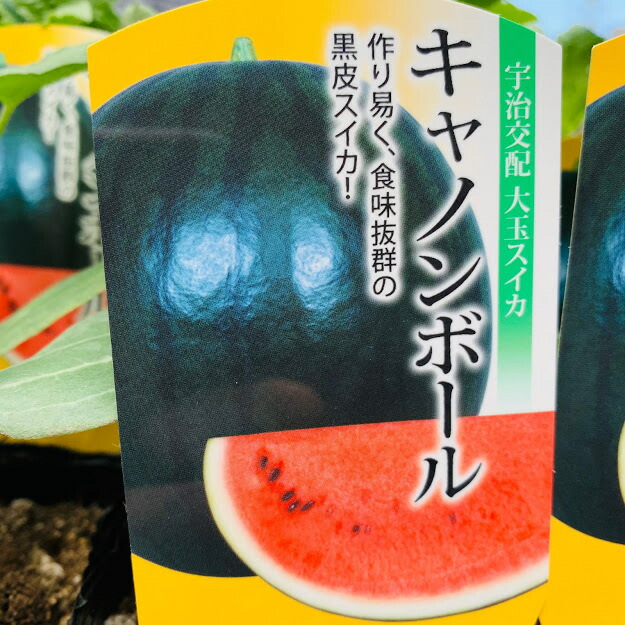 楽天市場 スイカ苗 黒 大玉 種あり 接木苗 品種名 キャノンボール 9ｾﾝﾁﾎﾟｯﾄ メーカー 丸種 宇治交配品種 黒皮種ですが少し縞模様がはいります 繊維質が少なく美味しい 荒川種苗 楽天市場店