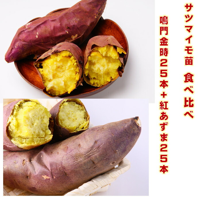 ITANSE さつまいもの苗 金時芋 (きんとき) つる取り用さつまいも