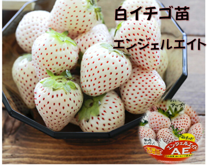 楽天市場 白イチゴ苗 エンジェルae エイト 9ｾﾝﾁﾎﾟｯﾄ苗 酸味と甘みのバランスが良い 四季咲性で長く収穫 畑 プランター 日当たりの良いベランダ マンションｏｋ 甘い 育てやすい 種苗登録品種につき営利目的の栽培は別途申請が必要 いちご 荒川種苗 楽天市場店