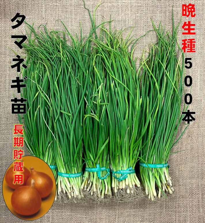 楽天市場】玉ねぎ苗 晩生 500本 品種ネオアース もみじ3号など 定番