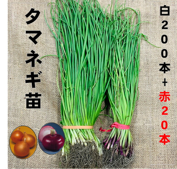 楽天市場】玉ねぎ苗 早生種 50本 5/上旬頃収穫品種 玉葱 タマネギ苗