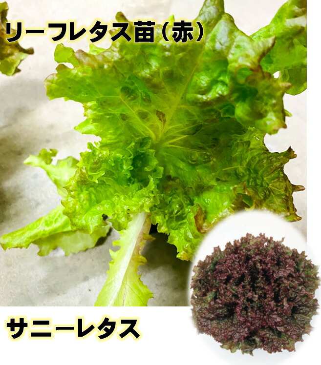 楽天市場】サニーレタス チマサンチュ 苗セット 各3苗(計6苗）リーフ