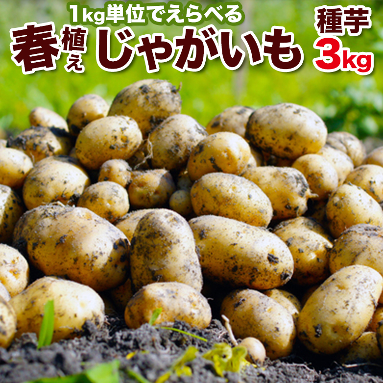 楽天市場】じゃがいも 男爵 種芋 3kg 芋数約30コ Mサイズ寸北海道産種 