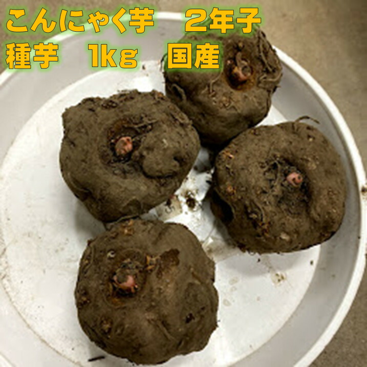 楽天市場】こんにゃく芋 種芋 2年子 在来種 200g 約2〜3コ : 荒川種苗 楽天市場店