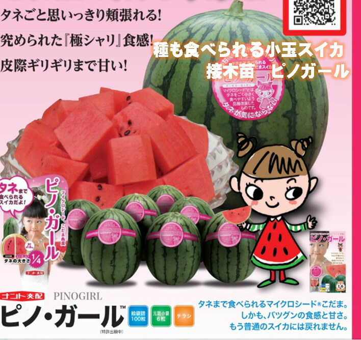楽天市場 種まで食べられるスイカ接木苗 ピノガール 9ｾﾝﾁﾎﾟｯﾄ ナント種苗 小玉スイカ ナント種苗 交配種 荒川種苗 楽天市場店