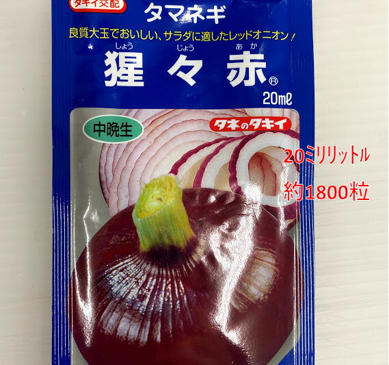 苗の専門店発送‼️晩生ケルタマ1,000本‼️ 楽天市場】長期貯蔵バツグン 晩生 『 ケルたま 』 たまねぎ 抜き苗