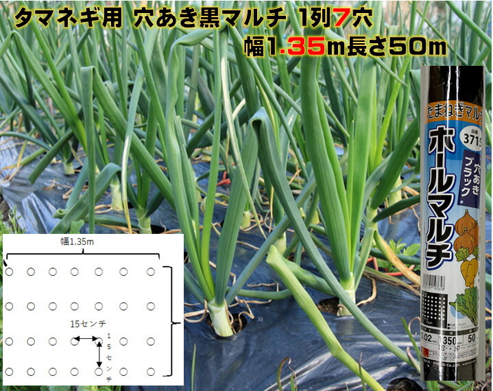 楽天市場】玉ねぎ苗 晩生 500本 品種ネオアース もみじ3号など 定番